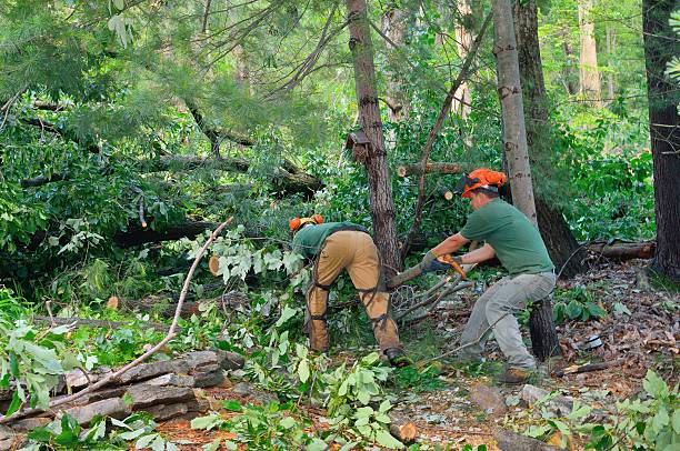 Best Arborist Services Near Me  in Diamond Springs, CA